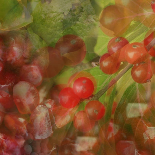 Eclectic Dr. Vranjes Melograno room spray fragrance featuring vibrant red pomegranate and fruit botanical imagery