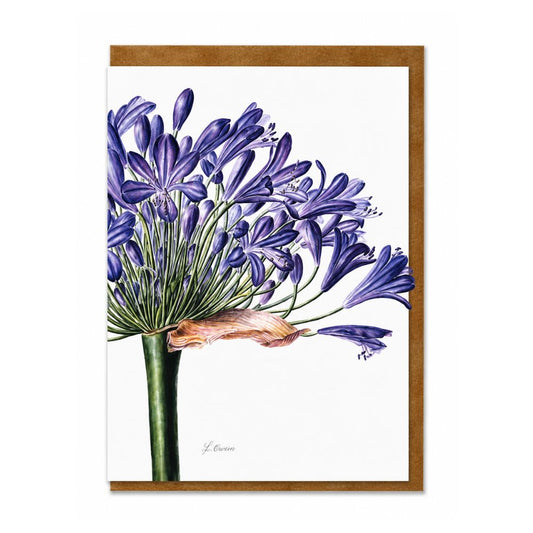 Agapanthus Botanical Greeting Card