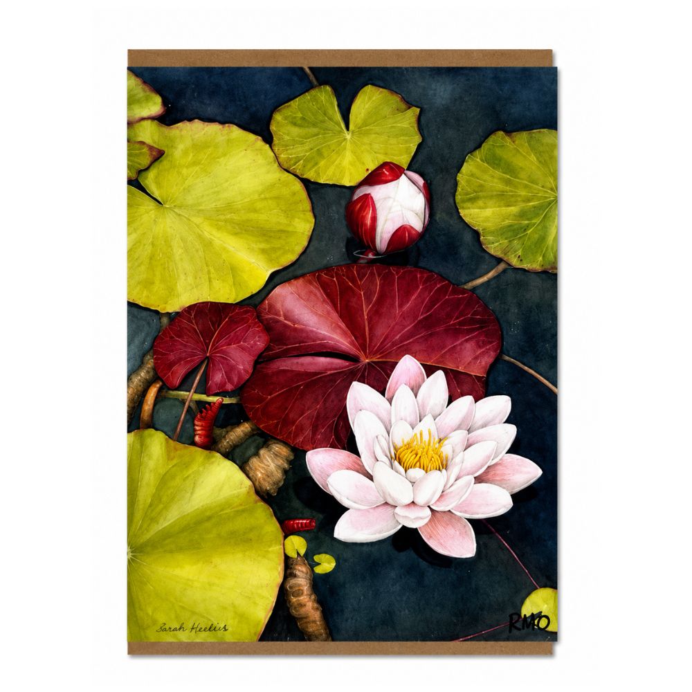Nymphaea Kirstenbosch Greeting Card