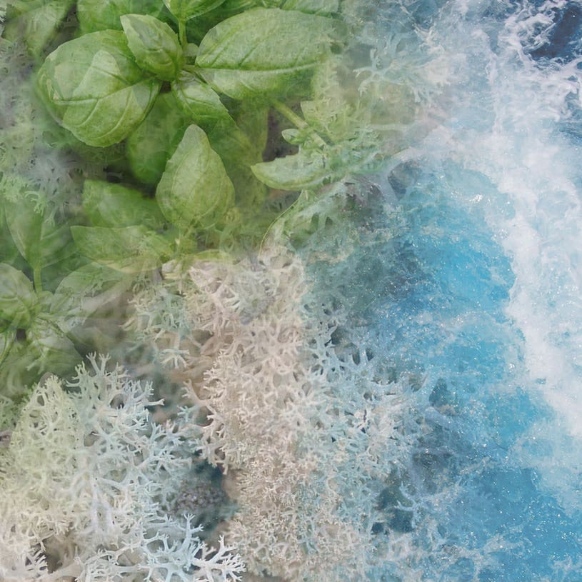 Eclectic Dr Vranjes Acqua diffuser fragrance notes featuring fresh green basil, white seaweed, and blue ocean waves.