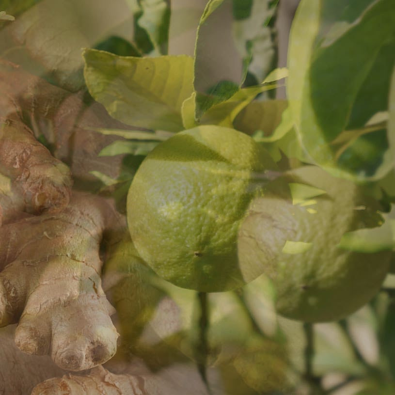 Eclectic Dr Vranjes Ginger Lime candle fragrance ingredients featuring fresh green limes and raw ginger root