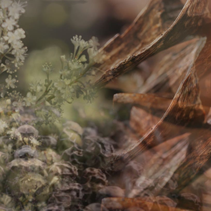 Eclectic Dr. Vranjes Milano car fragrance refill featuring artistic botanical imagery of cedar and orange blossom