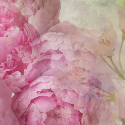 Eclectic Dr Vranjes Peonia Black Jasmine car diffuser refill featuring soft pink peony and floral botanical imagery