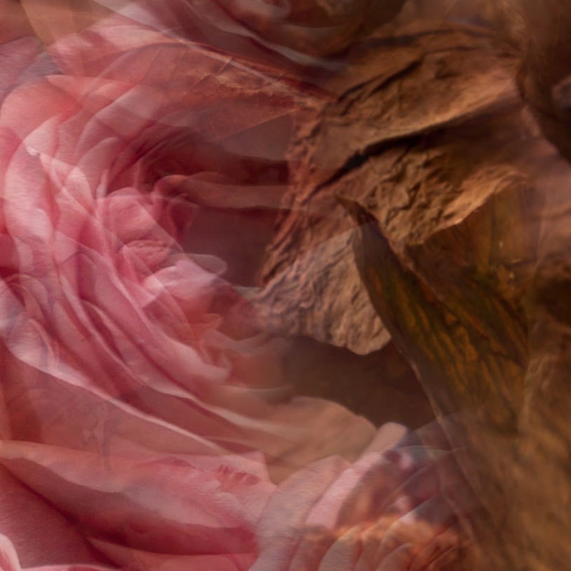 Eclectic Dr Vranjes Rosa Tabacco candle abstract imagery featuring soft pink rose petals and deep brown tobacco textures