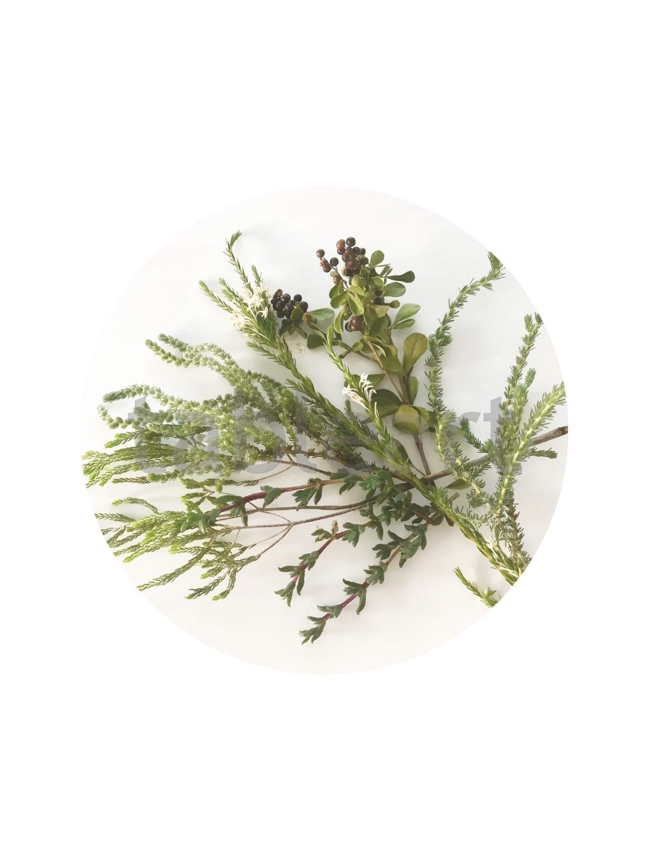 Eclectic round placemat featuring a green botanical fynbos illustration on a smooth white satin finish paperboard.