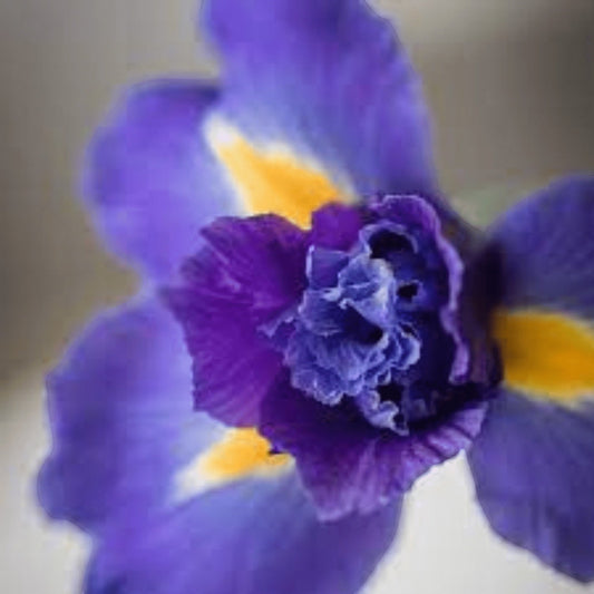 Eclectic La Florentina Iris soap gift box featuring a vibrant purple and yellow iris flower design