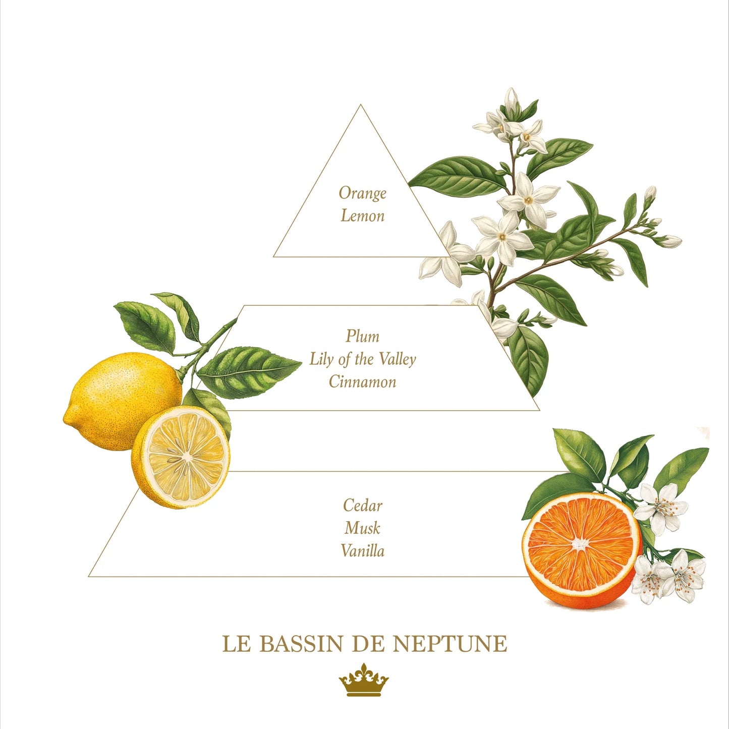 Eclectic La Savonnerie Royale Le Bassin de Neptune candle fragrance pyramid with citrus, floral, and musk illustrations