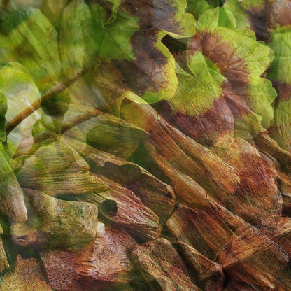 Eclectic Maserati fragrance ingredients featuring green geranium leaves and textured sandalwood bark close-up