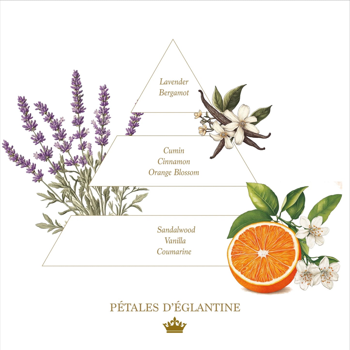 Eclectic fragrance pyramid illustration for Petales d'Eglantine featuring lavender, orange blossom, and sandalwood.