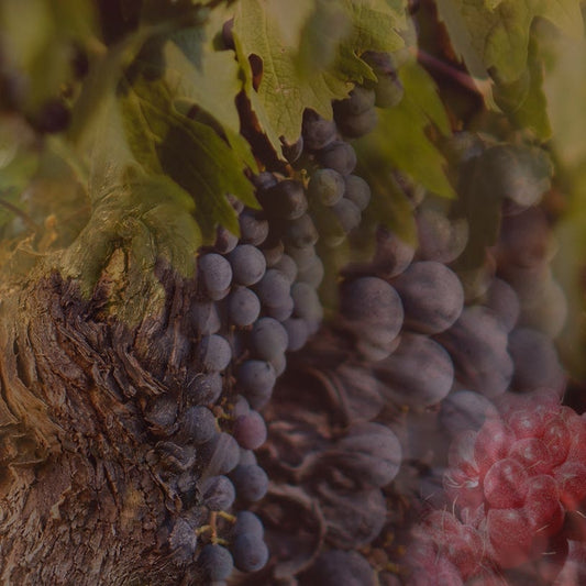 Eclectic Dr Vranjes Rosso Nobile room spray imagery featuring dark grapes and berries inspired by Tuscan red wine