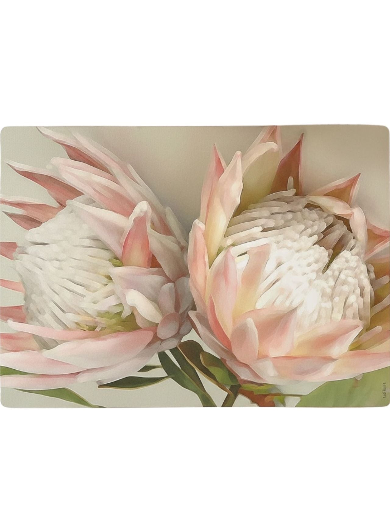 Eclectic Twin King Protea reusable placemat with soft pink botanical illustration on smooth satin finish paperboard