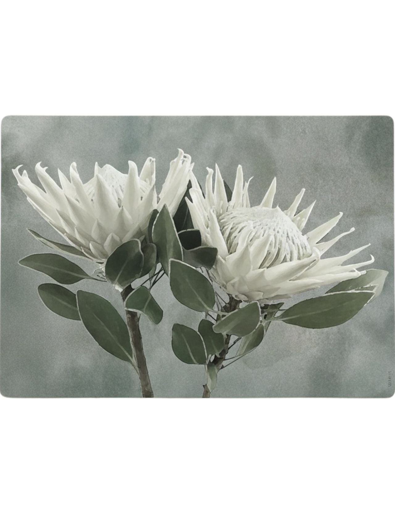 Eclectic White King Protea reusable placemat with botanical illustration in soft neutral tones on a green background.