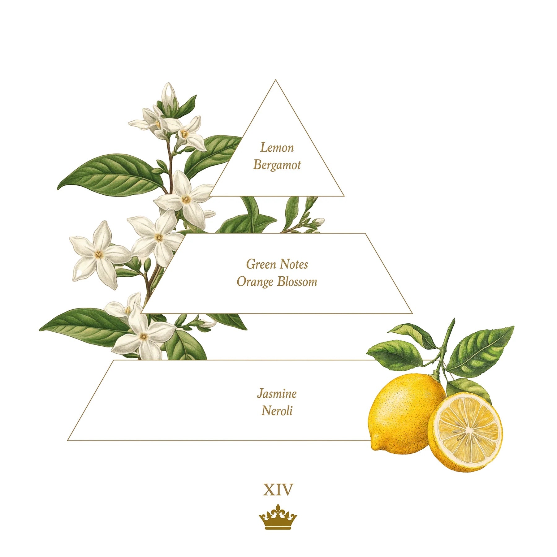 Eclectic XIV soap fragrance pyramid illustration featuring orange blossom and lemon botanical art